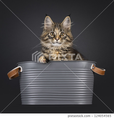 Maine Coon cat kitten on black background 124054565