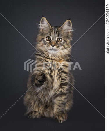 Maine Coon cat kitten on black background Maine Coon cat kitten on black background 124054589