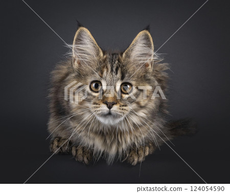 Maine Coon cat kitten on black background 124054590