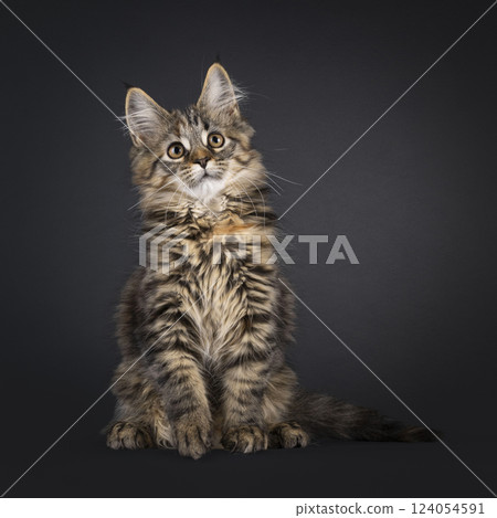 Maine Coon cat kitten on black background 124054591