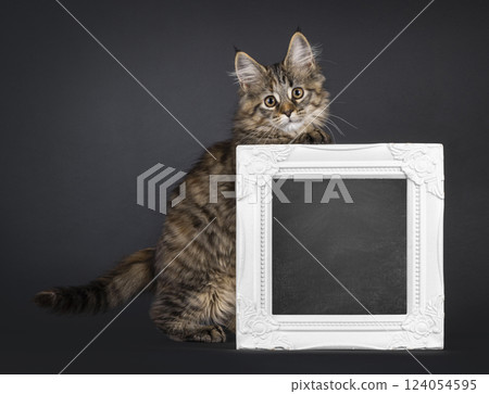Maine Coon cat kitten on black background Maine Coon cat kitten on black background 124054595