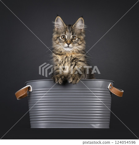 Maine Coon cat kitten on black background Maine Coon cat kitten on black background 124054596