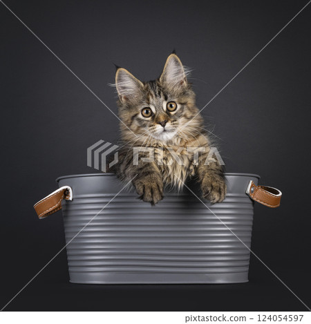 Maine Coon cat kitten on black background Maine Coon cat kitten on black background 124054597