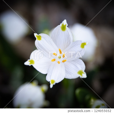 Leucojum vernum - early spring snowflake flowers in the forest. Blurred background, spring is coming Leucojum vernum - early spring snowflake flowers in the forest. Blurred background, spring is coming 124055032
