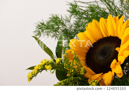Close-up of a sunflower with lush green foliage on a light-colored background. Place for text. Close-up of a sunflower with lush green foliage on a light-colored background. Place for text. 124055103