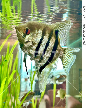 Aquarium for keeping angelfish Aquarium for keeping angelfish 124055265