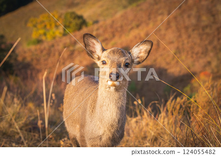 [秋] 奈良公園 - 若草山的鹿 124055482