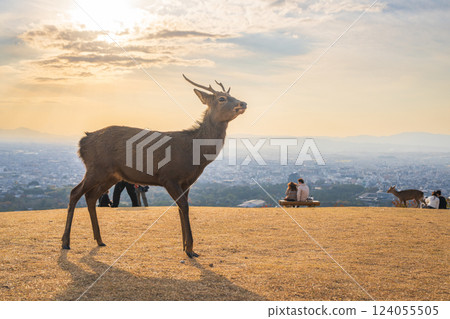 [Autumn] Nara Park - Deer on Mount Wakakusa 124055505