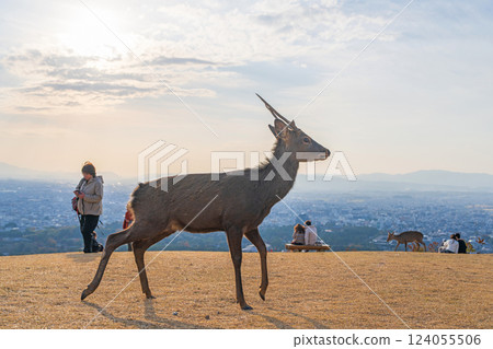 [Autumn] Nara Park - Deer on Mount Wakakusa 124055506