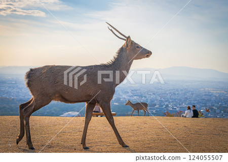 [Autumn] Nara Park - Deer on Mount Wakakusa 124055507