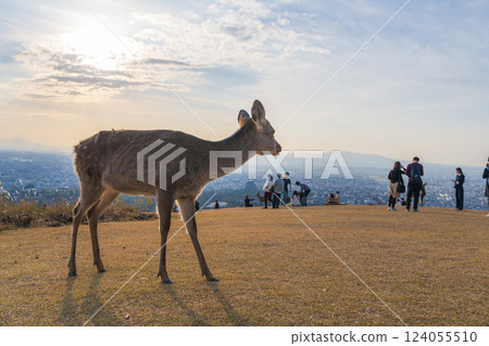 [秋] 奈良公園 - 若草山的鹿 124055510