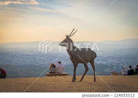 [Autumn] Nara Park - Deer on Mount Wakakusa 124055513