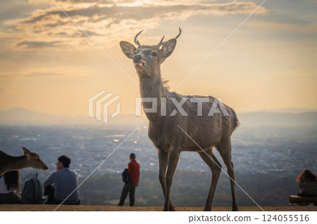 [Autumn] Nara Park - Deer on Mount Wakakusa 124055516