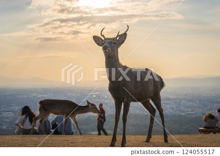 [Autumn] Nara Park - Deer on Mount Wakakusa 124055517