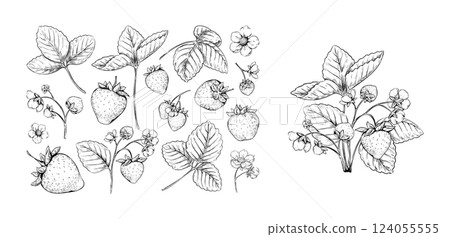 Strawberry sketch. Vintage hand drawn line fruit, flower and berry ink harvest. Farm branch, agriculture. Hand drawn botanical decorative elements. Summer fruit. Vector isolated illustration 124055555
