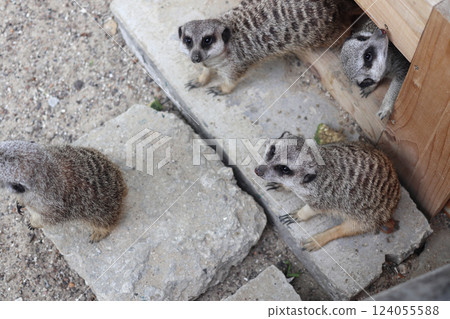 Four meerkats in the city zoo. 124055588