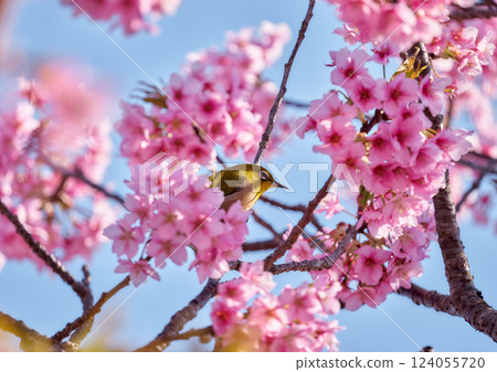 Medicine sucking honey from Kawazu cherry tree 124055720