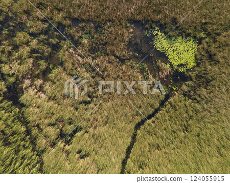 Lush green wetlands with winding water channels seen from above in daylight 124055915