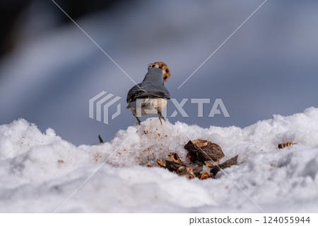 北海道 雪 野生鳥類 五子雀 大山雀 鳥類 北海道 雪 野生鳥類 五子雀 大山雀 鳥類 124055944