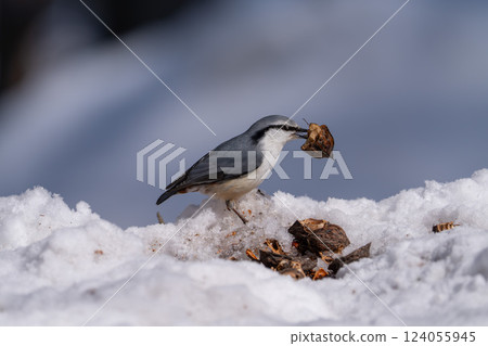 北海道 雪 野生鳥類 五子雀 大山雀 鳥類 北海道 雪 野生鳥類 五子雀 大山雀 鳥類 124055945
