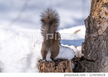 Hokkaido, squirrel, Hokkaido squirrel, squirrel, wildlife, rodent, animal, nature, small animal, mammal, cute, wild, squirrel, Hokkaido, squirrel, Hokkaido squirrel, squirrel, wildlife, rodent, animal, nature, small animal, mammal, cute, wild, squirrel, 124056028