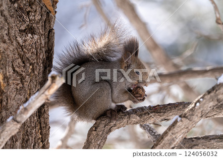 北海道,松鼠,北海道松鼠,松鼠,野生動物,囓齒動物,動物,自然,小動物,哺乳動物,可愛,野生,松鼠, 北海道,松鼠,北海道松鼠,松鼠,野生動物,囓齒動物,動物,自然,小動物,哺乳動物,可愛,野生,松鼠, 124056032