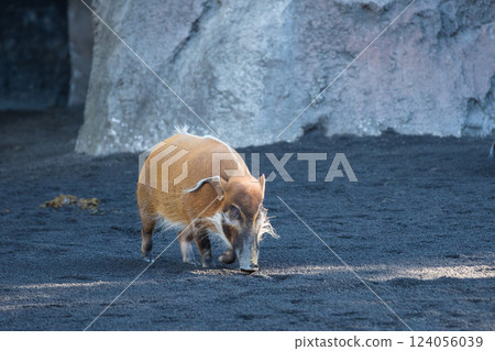 Red River Hog Red River Hog 124056039
