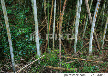 Abandoned bamboo forest 124056055