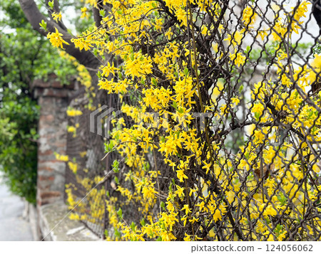 Forsythia branches covered in bright yellow flowers. Concept of spring, vitality, and renewal 124056062