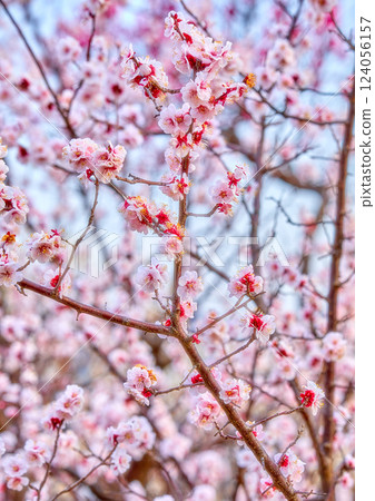 藍天白雲下盛開的梅花 124056157