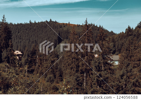 A tiny cabin peeks out from a densely forested hillside, surrounded by towering pine trees. 124056588