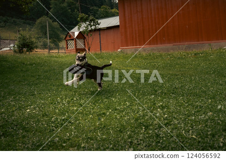 A happy dog runs through the green grass with a toy in its mouth, full of energy and life. A happy dog runs through the green grass with a toy in its mouth, full of energy and life. 124056592