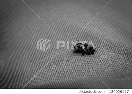close-up little insects close-up little insects 124056627