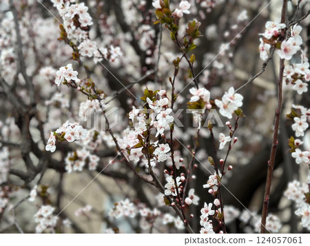 Blooming tree in the gentle sunshine branches in spring. Concept of renewal nature, purity and natural beauty. Spring season 124057061
