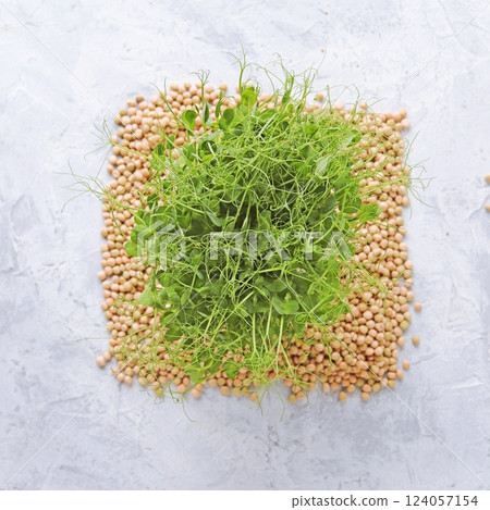 Micro greens, grains and sprouted pea sprouts on the table, natural organic plants, for salad, healthy food concept 124057154