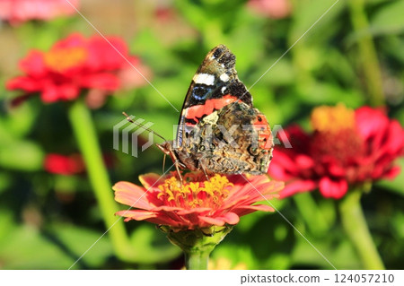 Macro of butterfly Vanessa atalanta collecting nectar on the zinnia 124057210