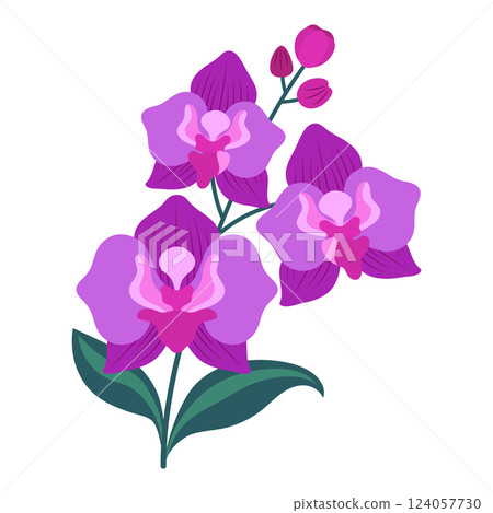 orchid flower isolated on white 124057730