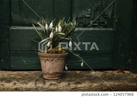 Moody spring easter still life. Potted snowdrop flowers in terracota flower pot on doorstep. Blurred green old shabby wooden door background. Empty copy space. Gardening concept. Bulbous plant. Moody spring easter still life. Potted snowdrop flowers in terracota flower pot on doorstep. Blurred green old shabby wooden door background. Empty copy space. Gardening concept. Bulbous plant. 124057966