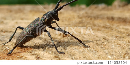 Longhorn beetle standing on wooden surface. Insect with long whiskers 124058504