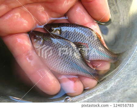 Amur bitterling (Rhodeus sericeus) is small fish of carp family on human palm 124058783
