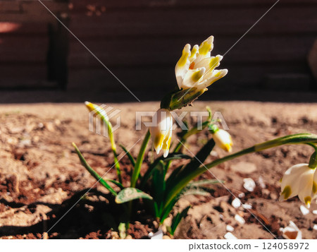 The primrose flower blooms in the flower bed at the beginning of spring. Nature revives after the cold on a warm sunny day. Floral heads and petals. 124058972