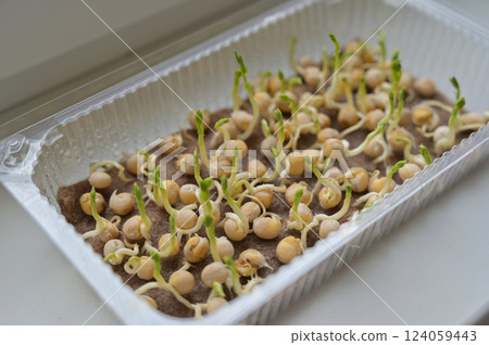 Pea sprouts, growing microgreens in a transparent tray with linen rug. Growing at home on a windowsill. Organic, vegan, vegetarians, healthy, bio, eco superfood Pea sprouts, growing microgreens in a transparent tray with linen rug. Growing at home on a windowsill. Organic, vegan, vegetarians, healthy, bio, eco superfood 124059443