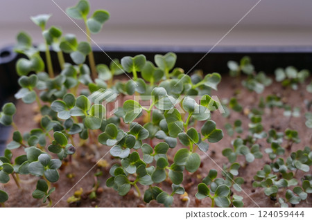 Fresh radish and cabbage sprouts, growing microgreens in a black tray with linen rug. Growing at home on a windowsill. Close up. Organic, vegan, vegetarians, healthy, bio, eco superfood Fresh radish and cabbage sprouts, growing microgreens in a black tray with linen rug. Growing at home on a windowsill. Close up. Organic, vegan, vegetarians, healthy, bio, eco superfood 124059444