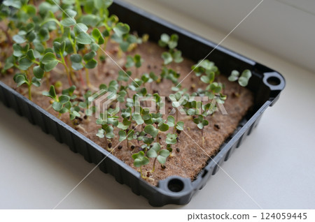 Fresh radish and cabbage sprouts, growing microgreens in a black tray with linen rug. Growing at home on a windowsill. Close up. Organic, vegan, vegetarians, healthy, bio, eco superfood 124059445
