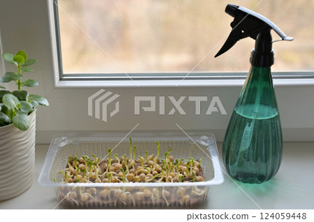 Pea sprouts, growing microgreens in a transparent tray with linen rug. Growing at home on a windowsill. Spray bottle. Organic, vegan, vegetarians, healthy, bio, eco superfood 124059448