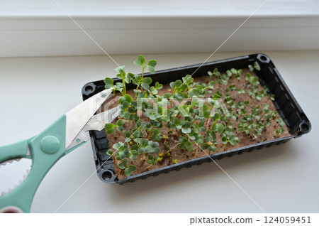 Cutting with scissors fresh radish and cabbage sprouts, growing microgreens in a tray with linen rug. Growing at home on a windowsill. Organic, vegan, vegetarians, healthy, bio, eco superfood 124059451