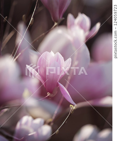 Pink magnolia blossom. Closeup of pink magnolia flowers outdoors in spring time 124059723