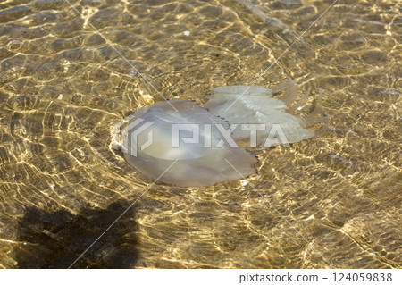 Large marine jellyfish, in a natural habitat 124059838