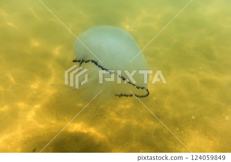Large marine jellyfish, in a natural habitat Large marine jellyfish, in a natural habitat 124059849
