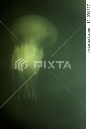 Large marine jellyfish, in a natural habitat Large marine jellyfish, in a natural habitat 124059857